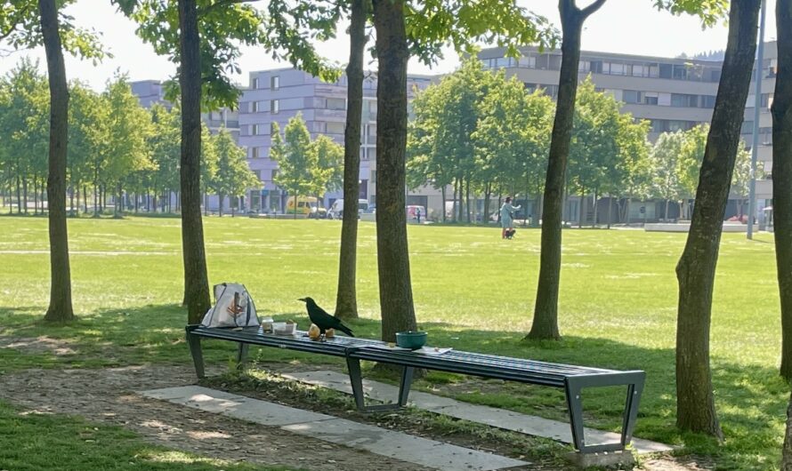 Le Corbeau Urbain Coquin