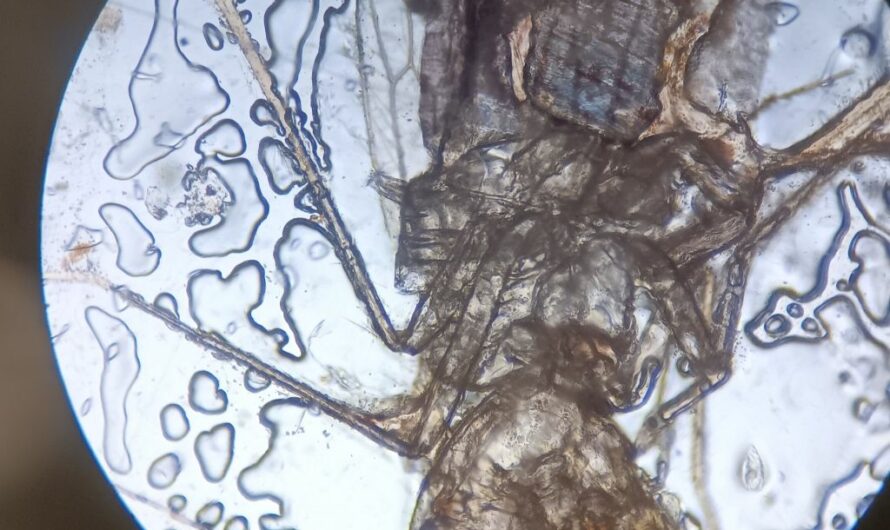 Kleine Dinge ganz gross